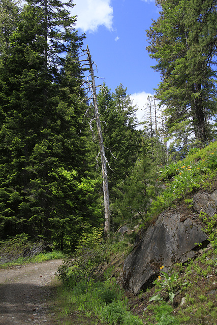 Chiwaukum Creek Trail