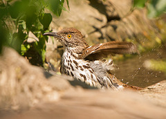 Long-Billed Thrasher Bath