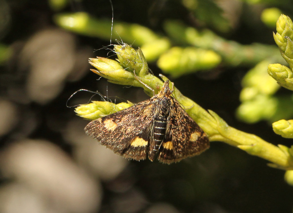 Pyrausta aurata