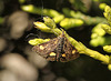 Pyrausta aurata