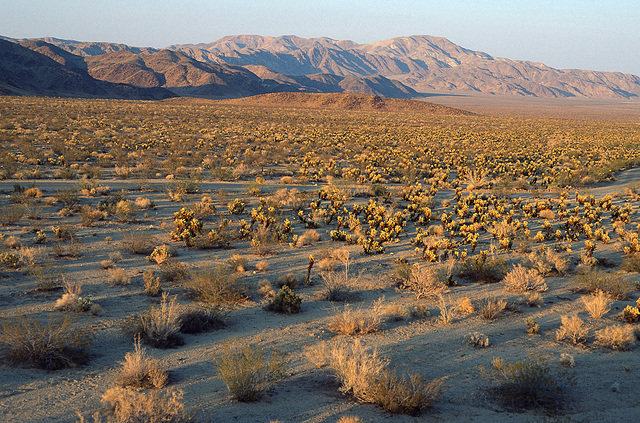 Cholla Cactus Garden