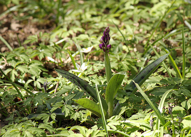 Early Purple Orchid