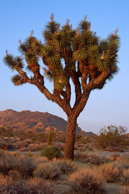 Joshua Tree in the Evening