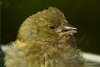 Siskin chick