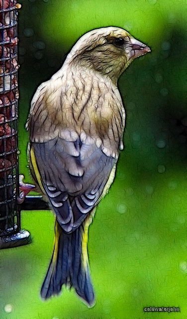 Siskin