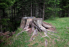 Holiday day 4: tree stump