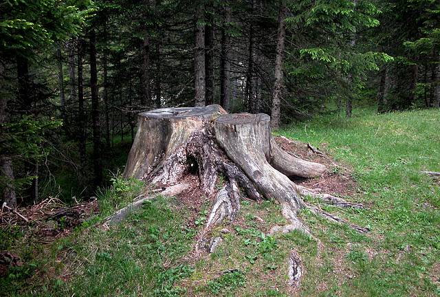 Holiday day 4: tree stump