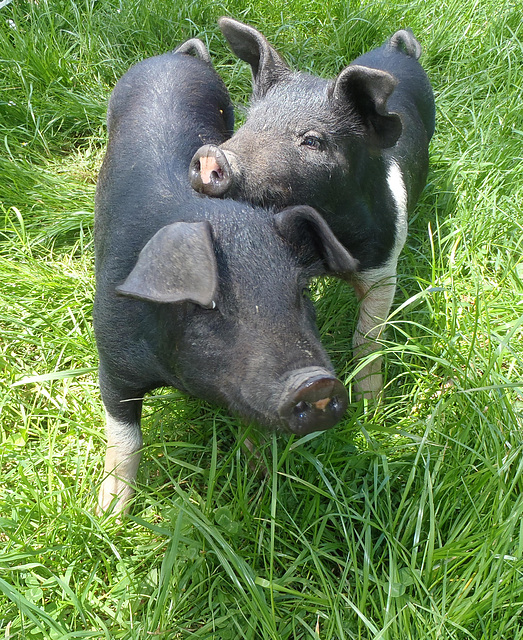 happy days for piglets