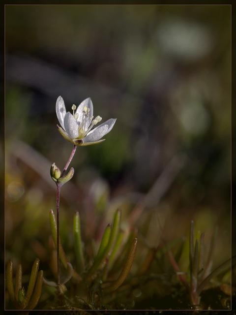 Spring Sandwort: The Second Flower of Spring