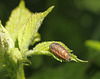 Hoverfly Pupa