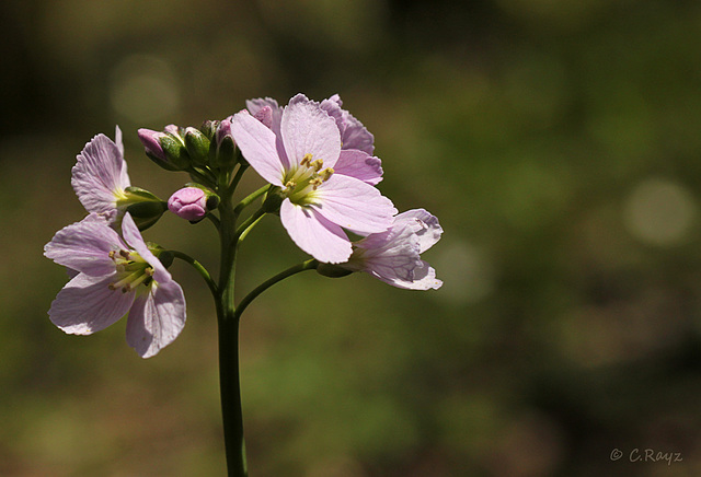 Cuckoo Flower