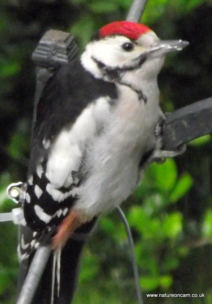 Great Spotted Woodpecker