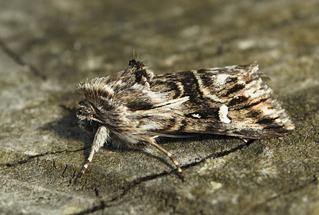 Toadflax Brocade