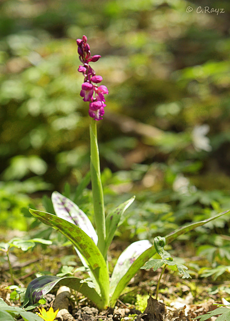 Early Purple Orchids