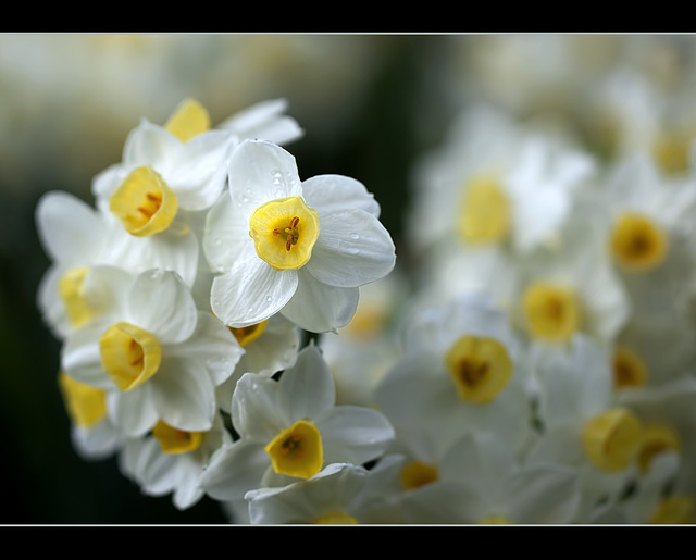 Beautiful Jonquils Covered with Raindrops