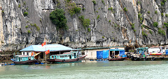 Shrimp Fishing in Ha Long Bay