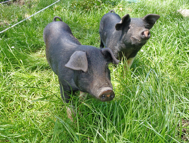 happy days for piglets