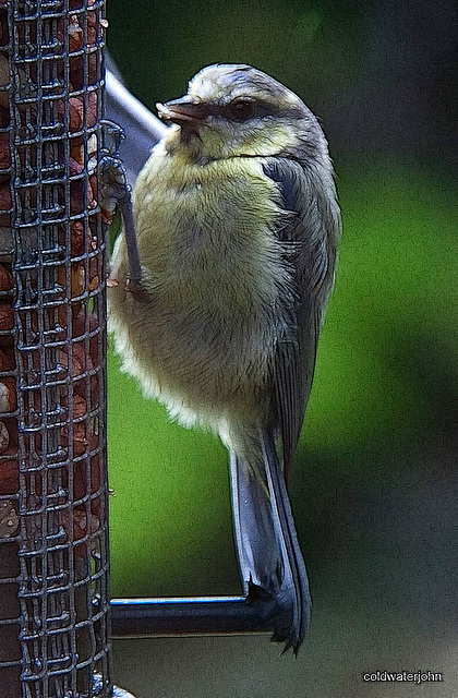 Bluetit