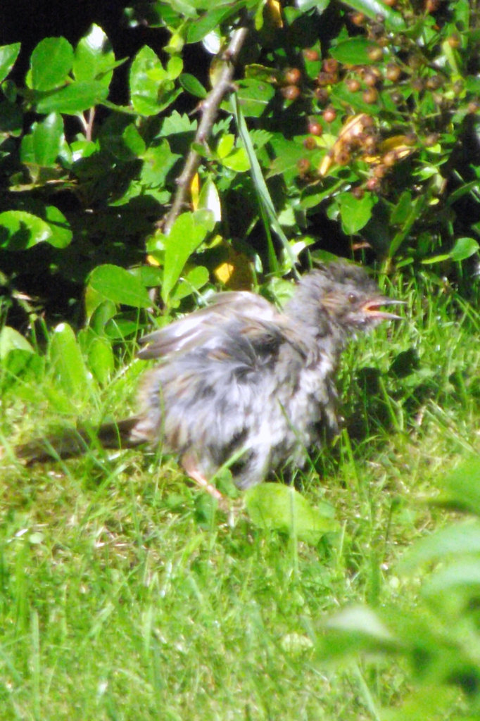 Scary Dunnock!