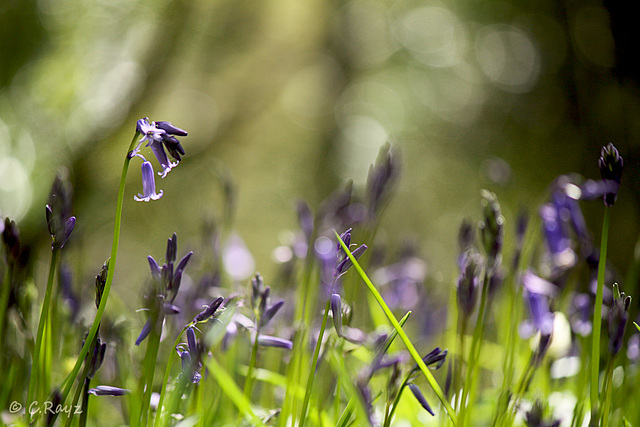 2013 Compulsary Bluebells