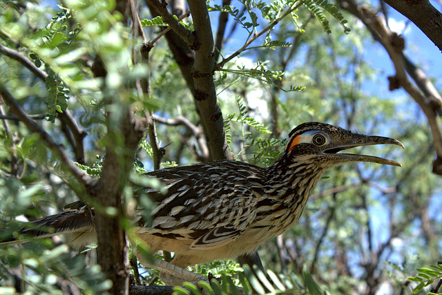 Arizona Roadrunner