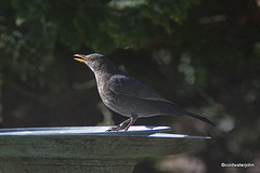 Blackbird sunbathing