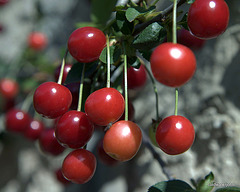 Summer Garden - Morello cherry pie ahead - birds have already eaten all the table cherries...