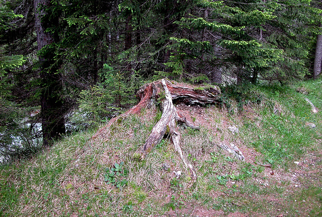 Holiday day 4: tree stump