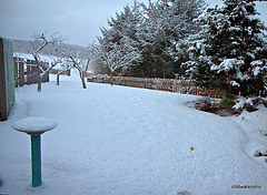 Dawn snow series - Apple in a snowstorm