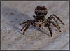 Jumping Spider in Defense Mode!