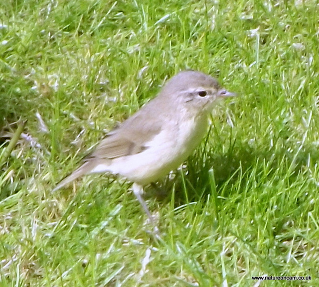 Chiffchaff