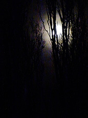 moonlight and poplars