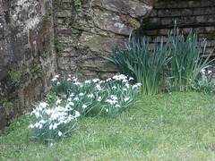 Gorgeous array of snowdrops