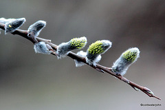 Willow Buds #2