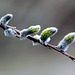 Willow Buds #2