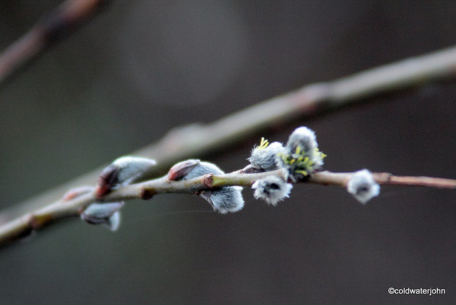 Willow Buds #1