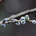 Willow Buds #1