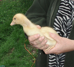 Pekin duckling at 12 days