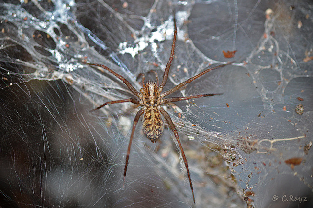 Patio Life: Large Spider