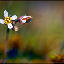 Spring Whitlow Grass: The First Flower of Spring! Spring Whitlow Grass: The First Flower of Spring!