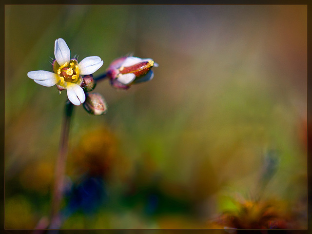 Spring Whitlow Grass: The First Flower of Spring!