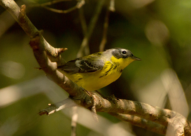 Magnolia Warbler