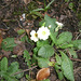 The first sign of spring in my garden