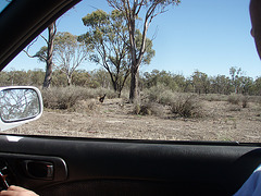 mallee scrub