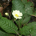 My first primrose of this year