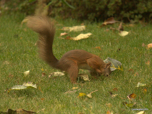 Now where did I put that nut? Now where did I put that nut?