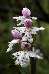 Amerorchis rotundifolia