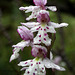 Amerorchis rotundifolia