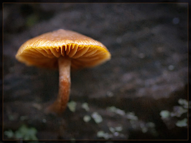 High Maintainance Mushroom