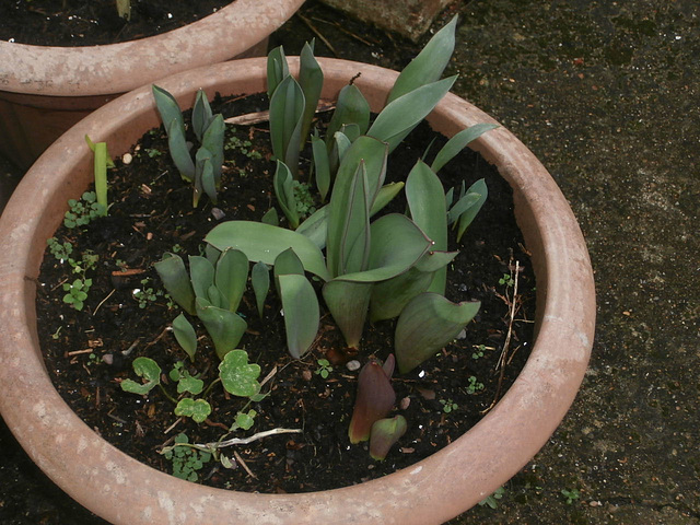 Tulips and daffs starting to emerge